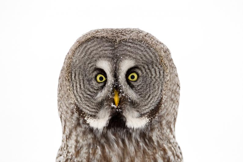 greyowl1